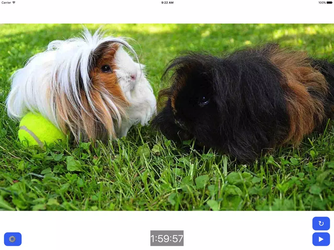 Capturas de tela do Pet Timer: Cute Bunny, Dog, Cat or Guinea Pig! iPad 