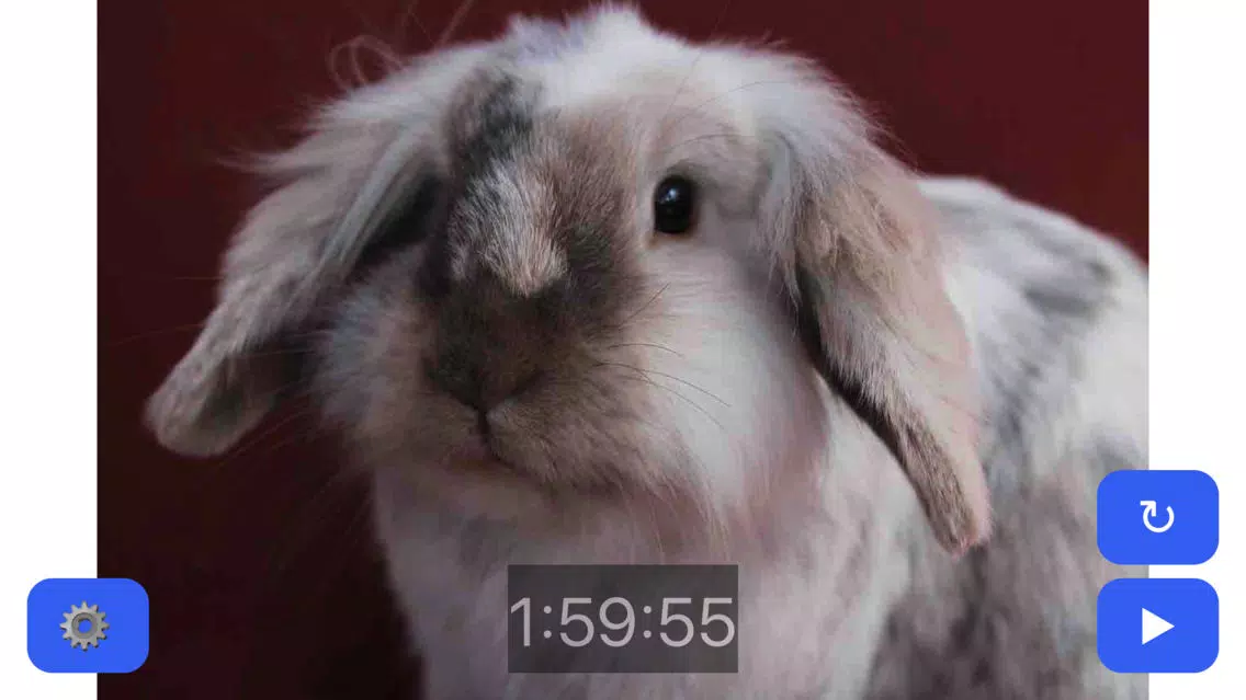 Capturas de tela do Pet Timer: Cute Bunny, Dog, Cat or Guinea Pig!