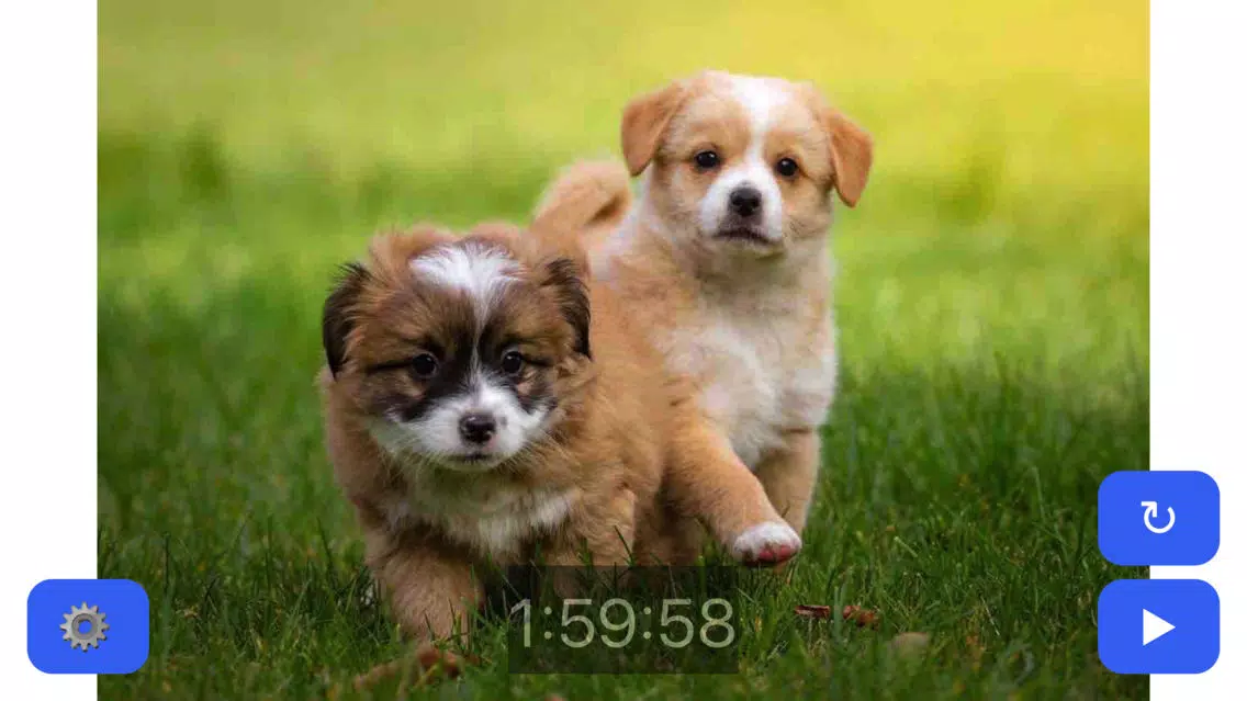 Capturas de tela do Pet Timer: Cute Bunny, Dog, Cat or Guinea Pig!