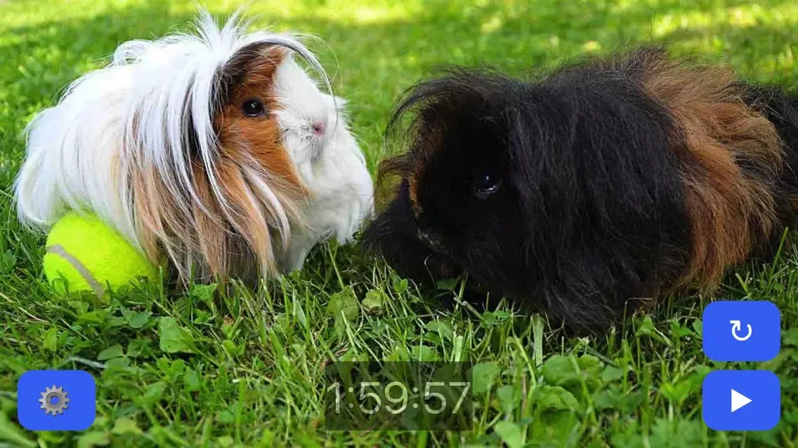 Zrzuty ekranu Pet Timer: Cute Bunny, Dog, Cat or Guinea Pig!