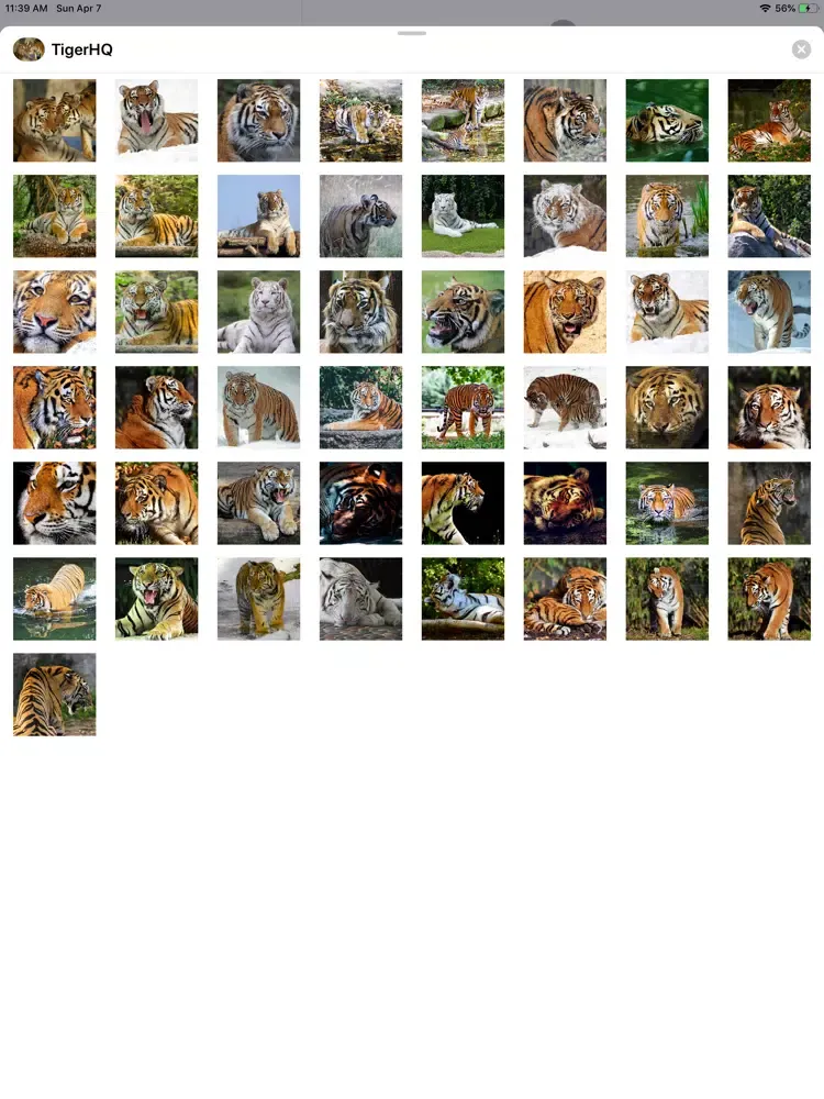 Tiger HQ - High Quality Photos iPad  스크린샷