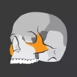 Skull Osteology Skull Osteology