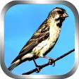 Masteran Burung Blackthroat