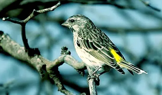 Masteran Burung Blackthroat Screenshots