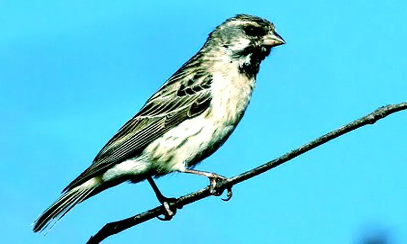 Masteran Burung Blackthroat Screenshots