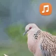Suara Derkuku Pancingan