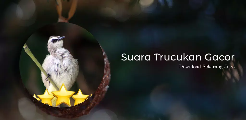 Pancingan Suara Trucukan Gacor Screenshots