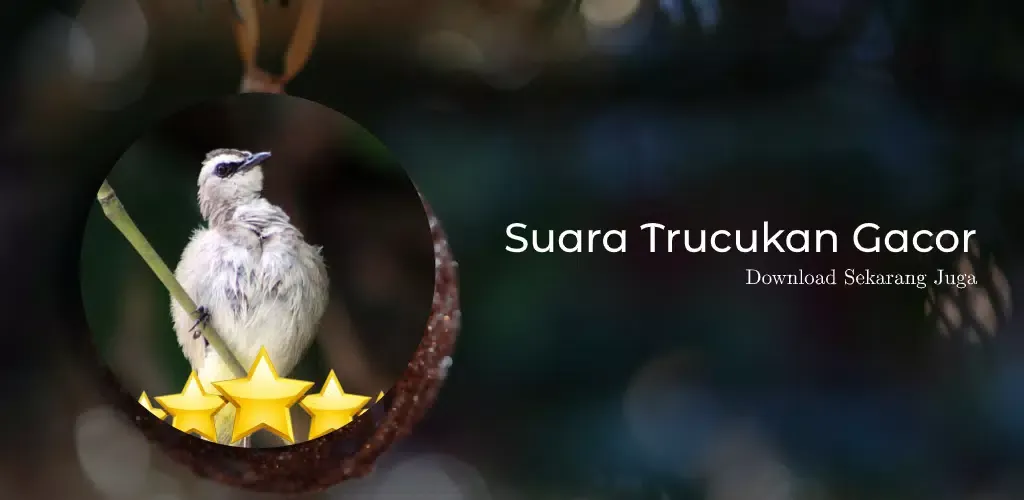 ภาพหน้าจอของ Pancingan Suara Trucukan Gacor