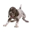 Fun Dogs Stickers! Fun Dogs Stickers!