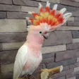 Parrot Species Guide Parrot Species Guide