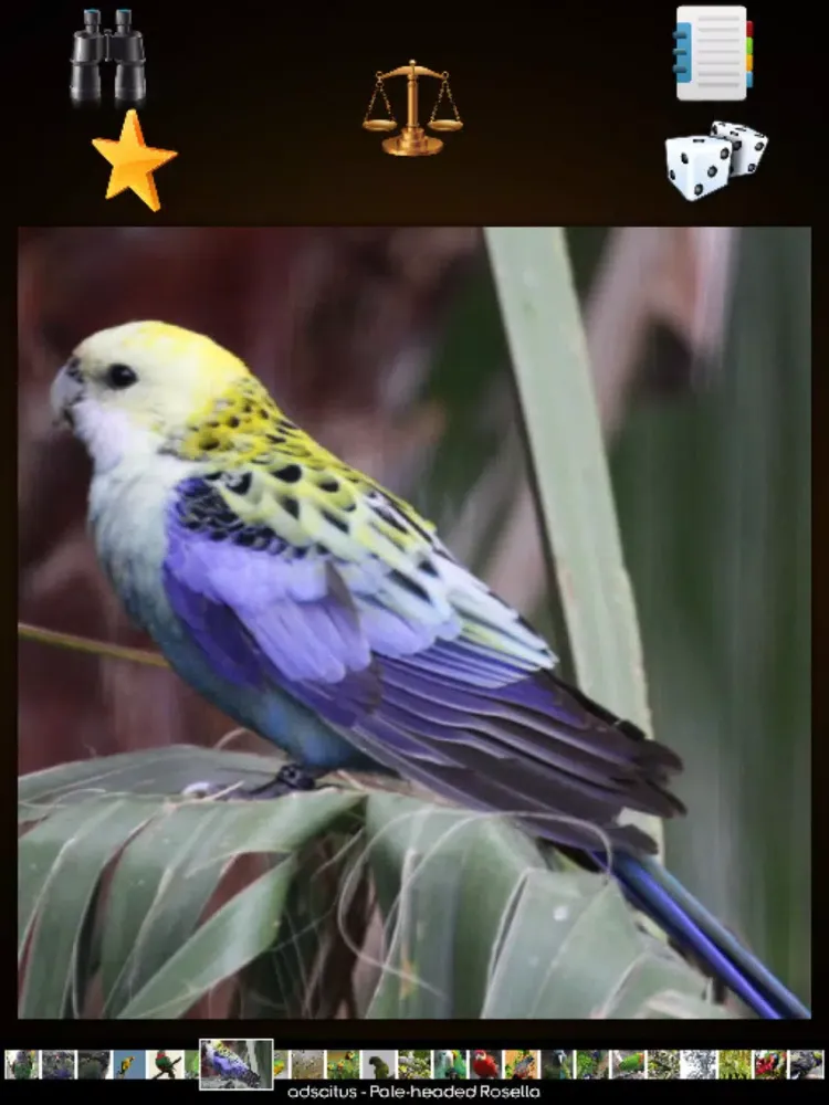 Zrzuty ekranu Parrot Species Guide iPad 