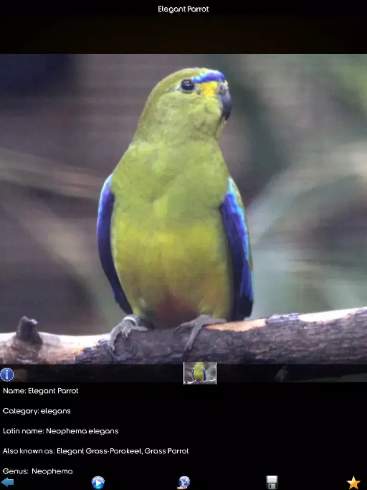 Zrzuty ekranu Parrot Species Guide iPad 