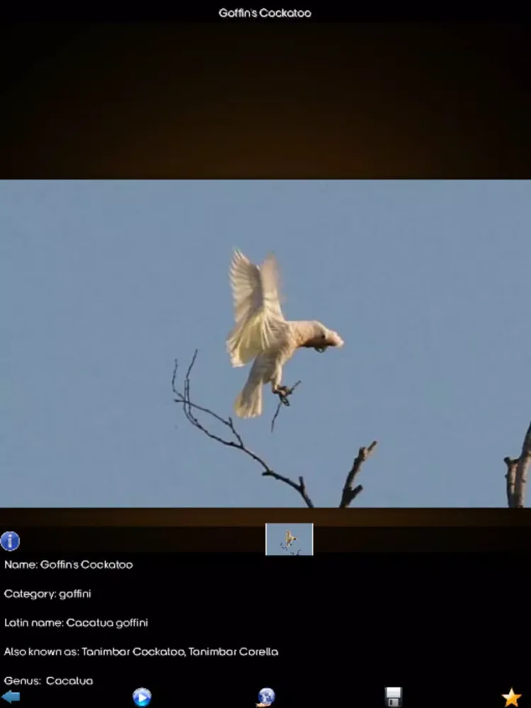Zrzuty ekranu Parrot Species Guide iPad 
