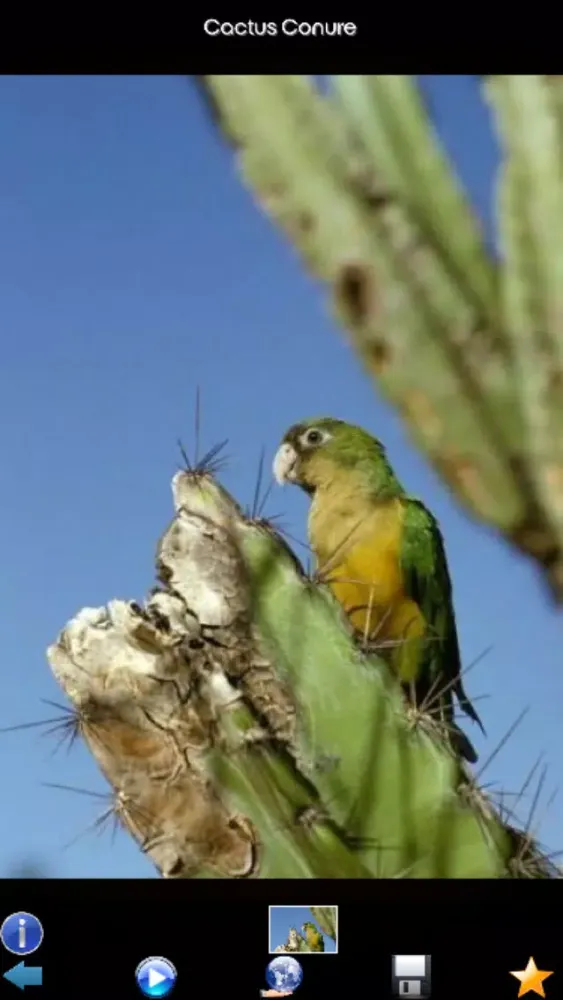 Zrzuty ekranu Parrot Species Guide