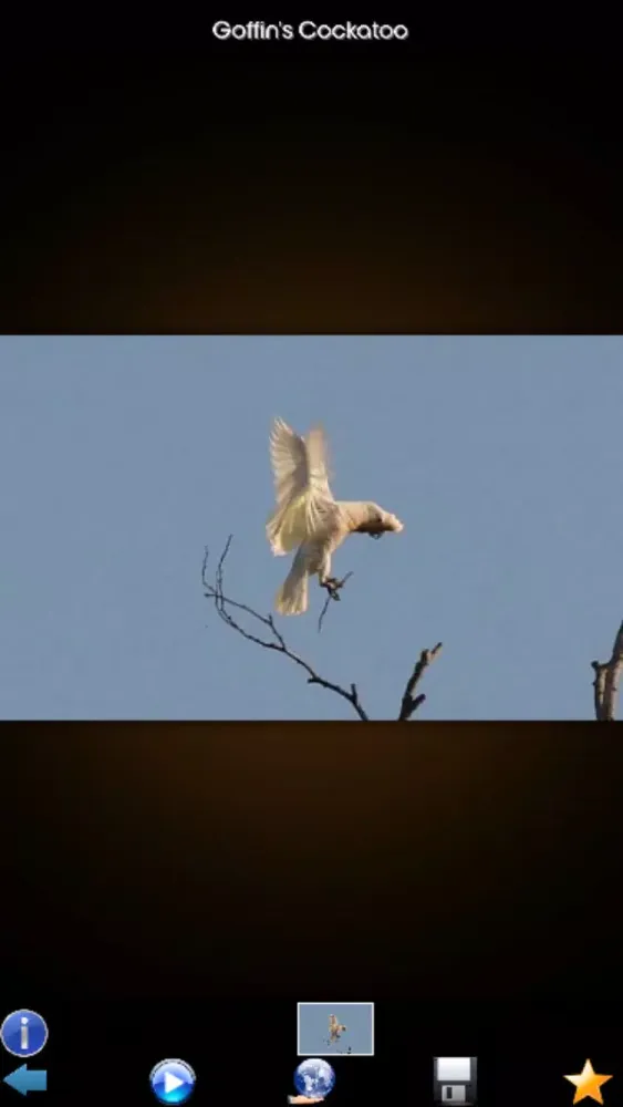 Zrzuty ekranu Parrot Species Guide
