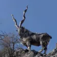 Animals Wiki Animals Wiki