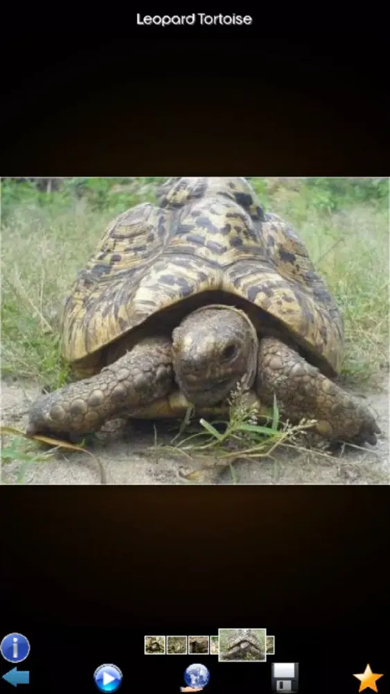 Capturas de pantalla de Animals Wiki