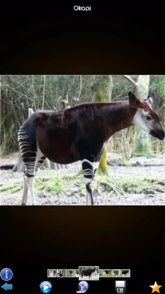 Capturas de pantalla de Animals Wiki