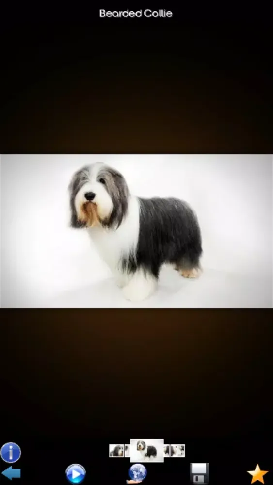 World Of Dog Screenshots