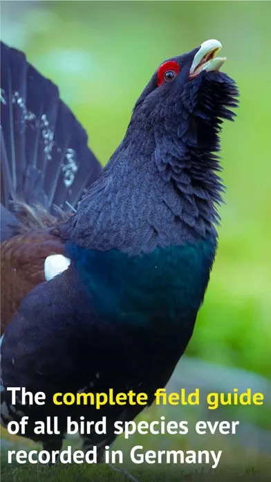 Screenshot di All Birds Germany
