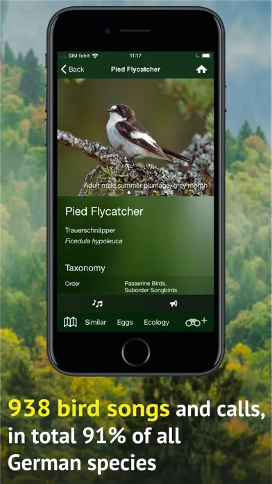 Screenshot di All Birds Germany