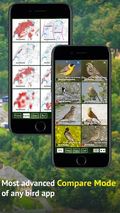 Screenshot di All Birds Germany