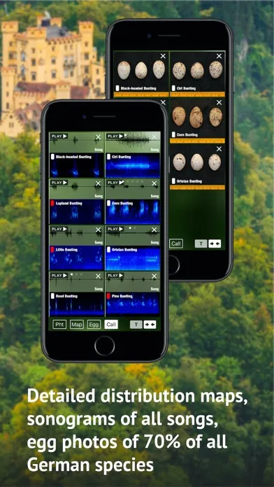 Screenshot di All Birds Germany