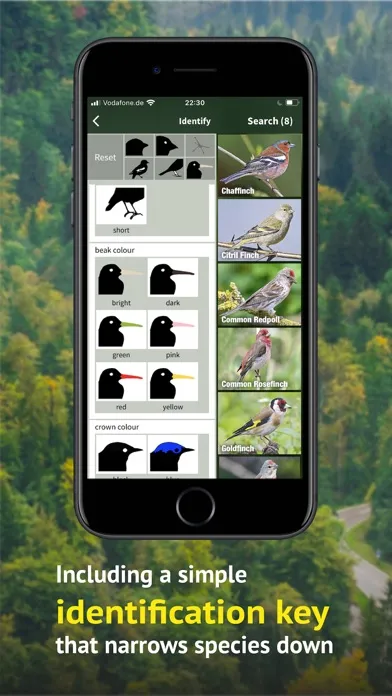 Screenshot di All Birds Germany