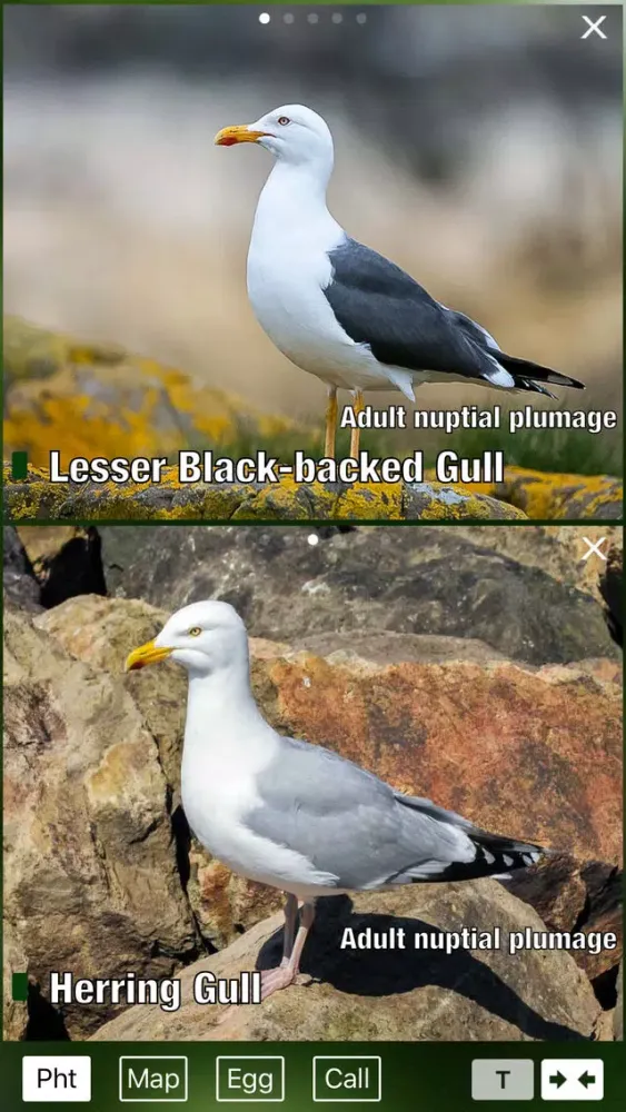 Tangkapan layar All Birds Netherlands - A Complete Field Guide to the Official List of Bird Species Recorded in the Netherlands