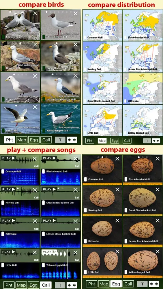Tangkapan layar All Birds Netherlands - A Complete Field Guide to the Official List of Bird Species Recorded in the Netherlands