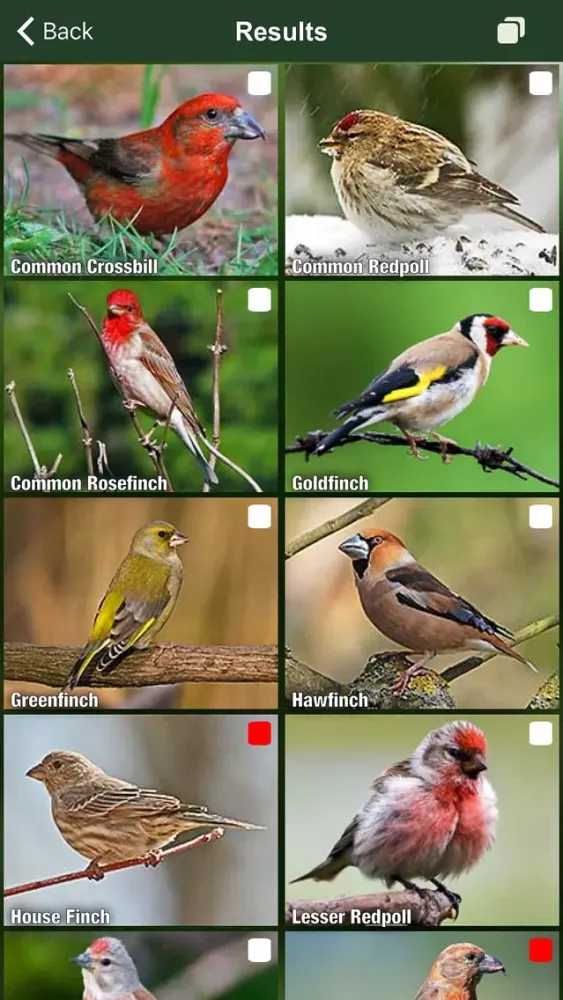 Tangkapan layar All Birds Netherlands - A Complete Field Guide to the Official List of Bird Species Recorded in the Netherlands