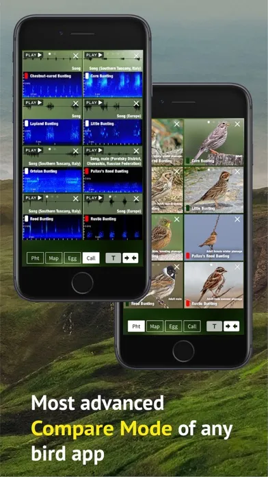 All Birds Scotland Photo Guide স্ক্রিনশট