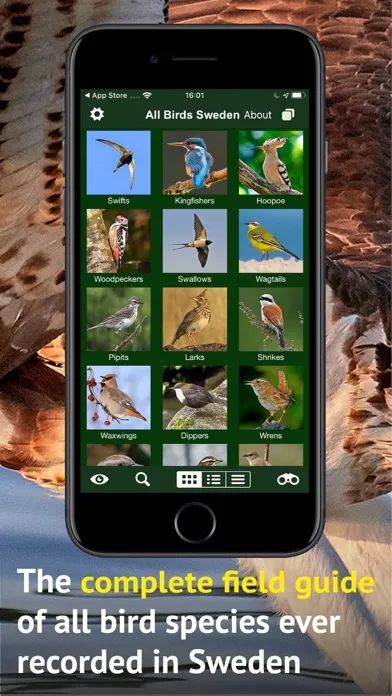 صور All Birds Sweden - Photo Guide