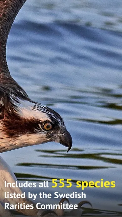 صور All Birds Sweden - Photo Guide