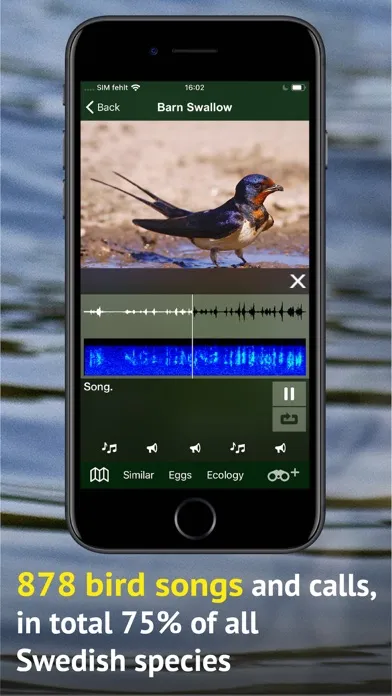 صور All Birds Sweden - Photo Guide