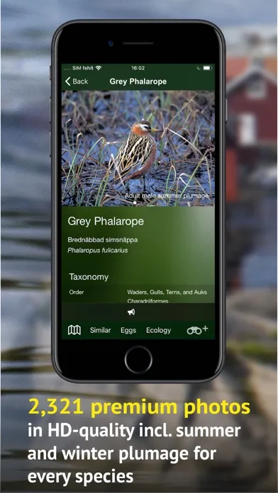 صور All Birds Sweden - Photo Guide