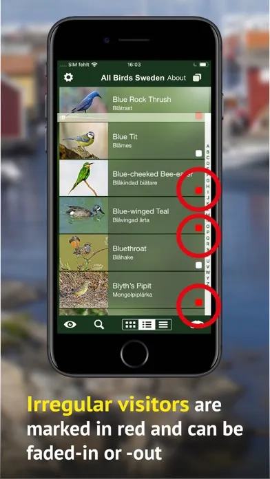صور All Birds Sweden - Photo Guide