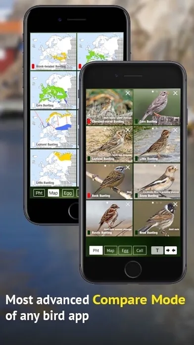 صور All Birds Sweden - Photo Guide