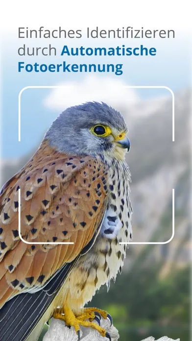Vögel in Österreich Ekran Görüntüleri