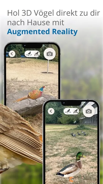 Vögel in Österreich Ekran Görüntüleri