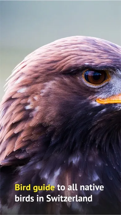 صور Birds of CH -Photo Guide