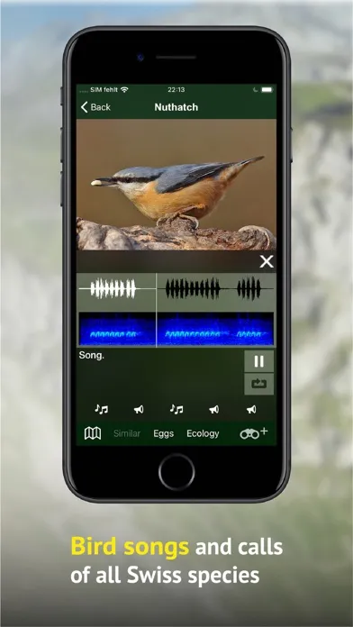 صور Birds of CH -Photo Guide