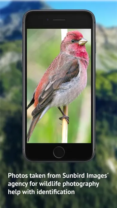 صور Birds of CH -Photo Guide
