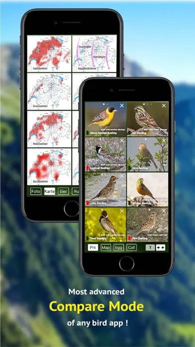صور Birds of CH -Photo Guide