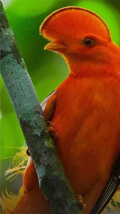 Capturas de pantalla de All Birds Guianas