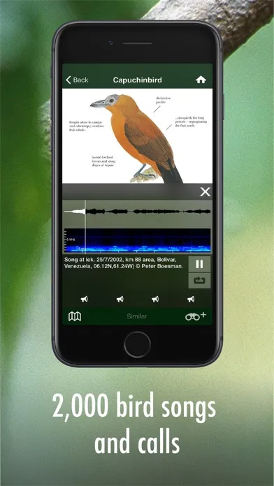 Capturas de pantalla de All Birds Guianas