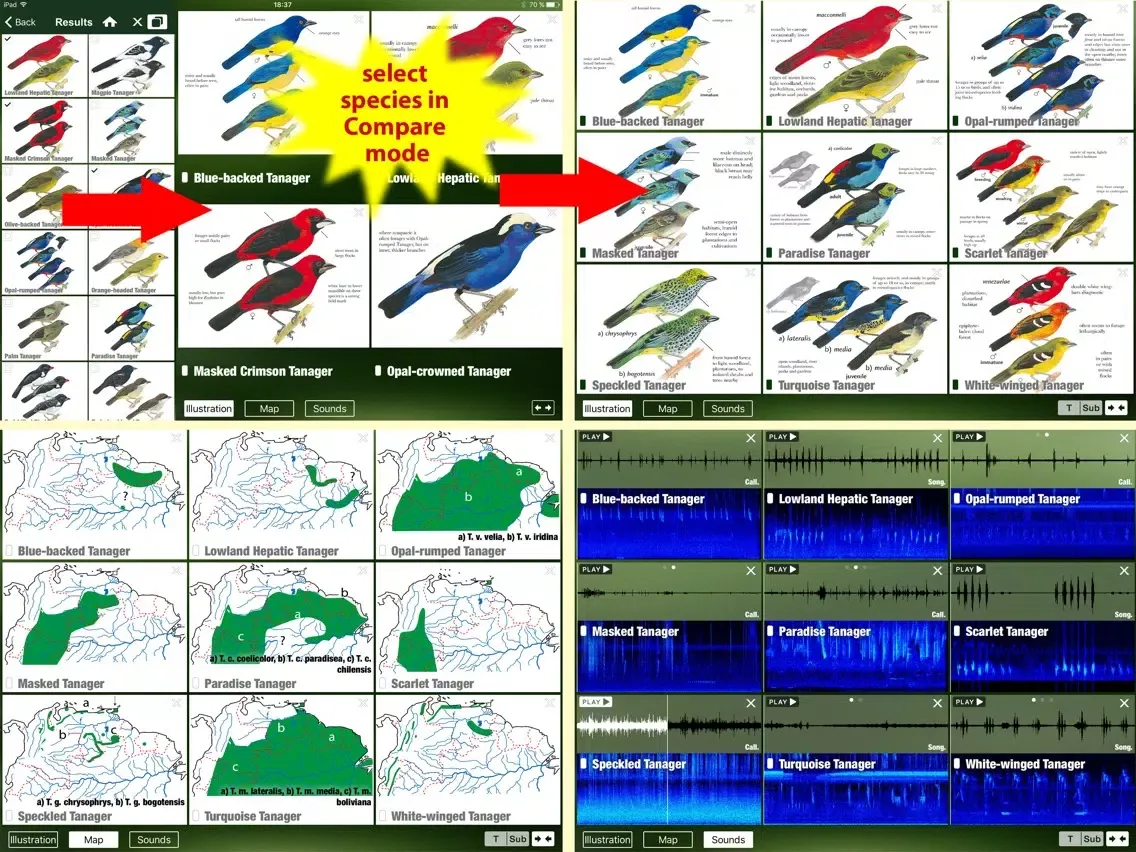 Zrzuty ekranu All Birds Northern Brazil - a field guide to all the bird species recorded in this region of South America iPad 