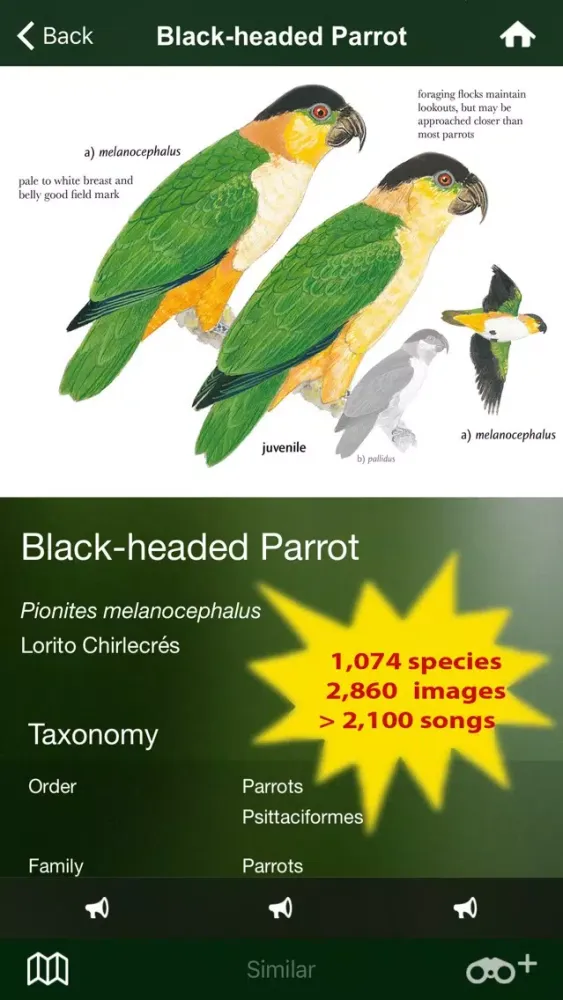 Zrzuty ekranu All Birds Northern Brazil - a field guide to all the bird species recorded in this region of South America