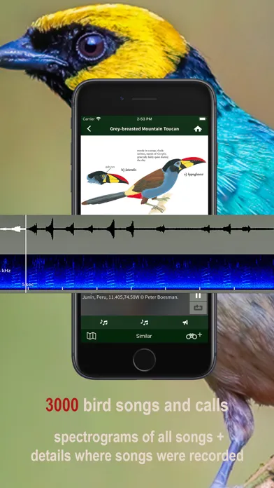 Capturas de pantalla de All Birds Northern Peru