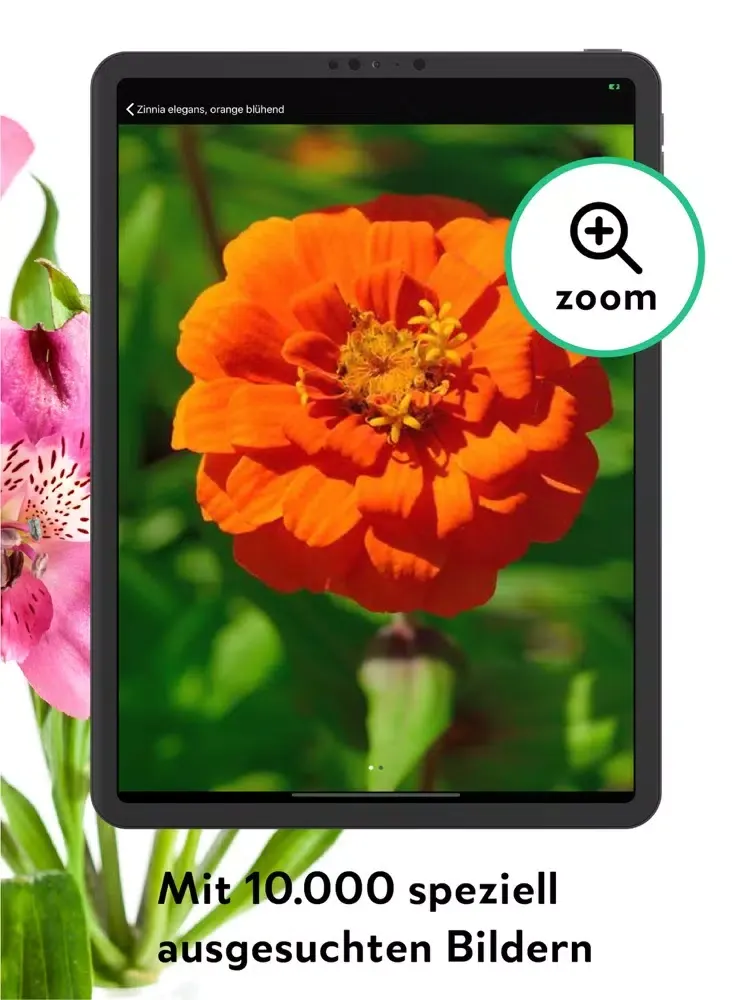 FlowerCam Gartenblumen kaufen iPad  Screenshots